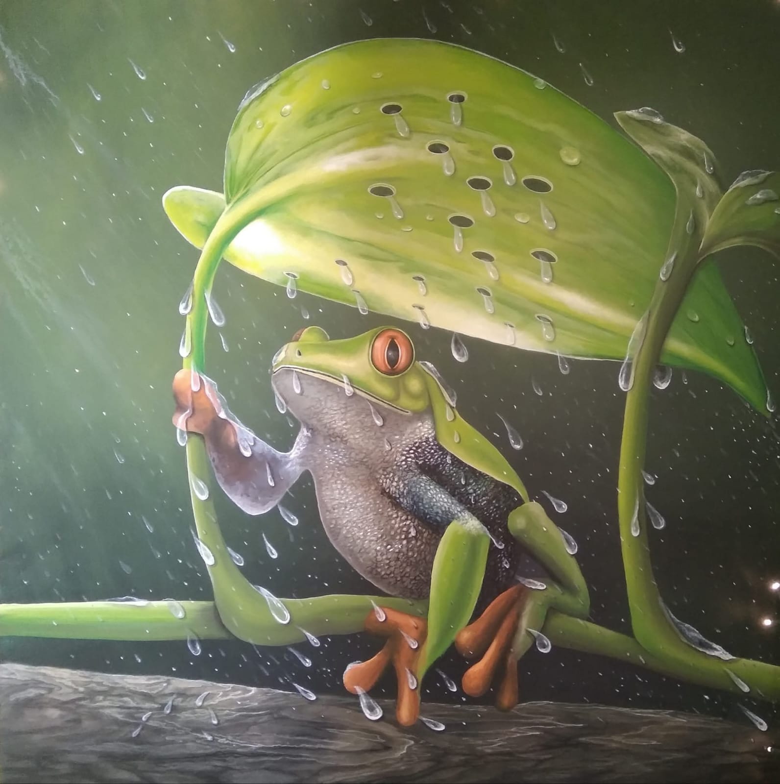Tree Frog